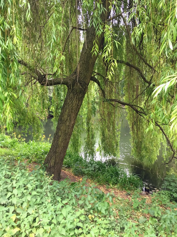tree
